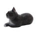Novica Lying Cat In Grey Wood Sculpture - By Novica