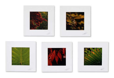 Novica Patterns Of Life Photography Prints (set 5) - By Novica