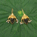 Smoky Topaz Earrings 925 Sterling Silver Boho Earrings Traditional Indian Jewelry Designer Handmade - By Vidita Jewels